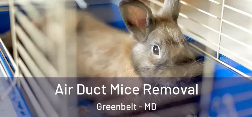  Air Duct Mice Removal Greenbelt - MD